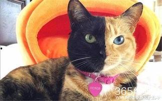 娱乐吃瓜酱猫拦截,揭秘娱乐圈幕后故事