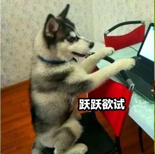 娱乐吃瓜酱哈士奇,揭秘哈士奇的那些事儿